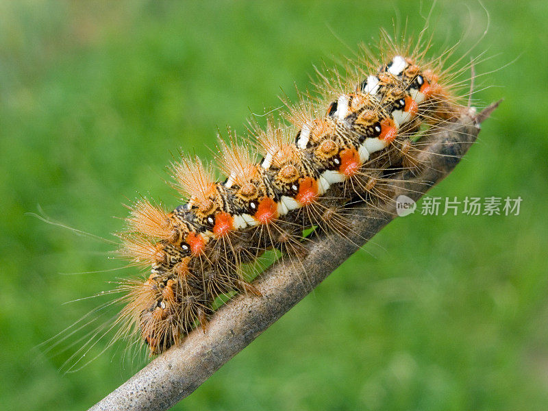 rumicta Caterpillar(纽结肝)